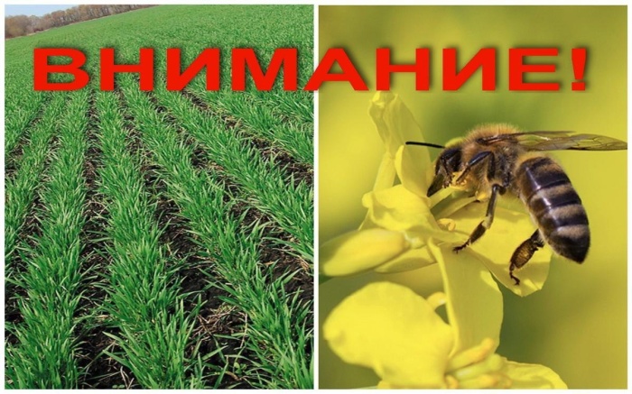 В Тюменской области напоминают о необходимости обеспечения безопасности пчёл и пасек при применении пестицидов