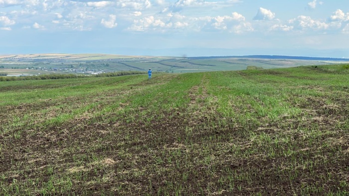 Сотрудники филиала по Республике Хакасия фиксируют семенные посевы в программу "АгроЭксперт"
