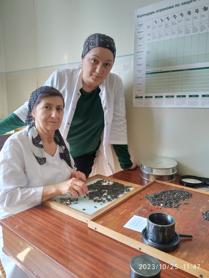 В лаборатории филиала «Россельхозцентр» по КБР   анализируют качество нового урожая масличных культур.