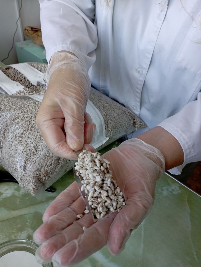 Проводим анализ качества и безопасности зернового мицелия грибов