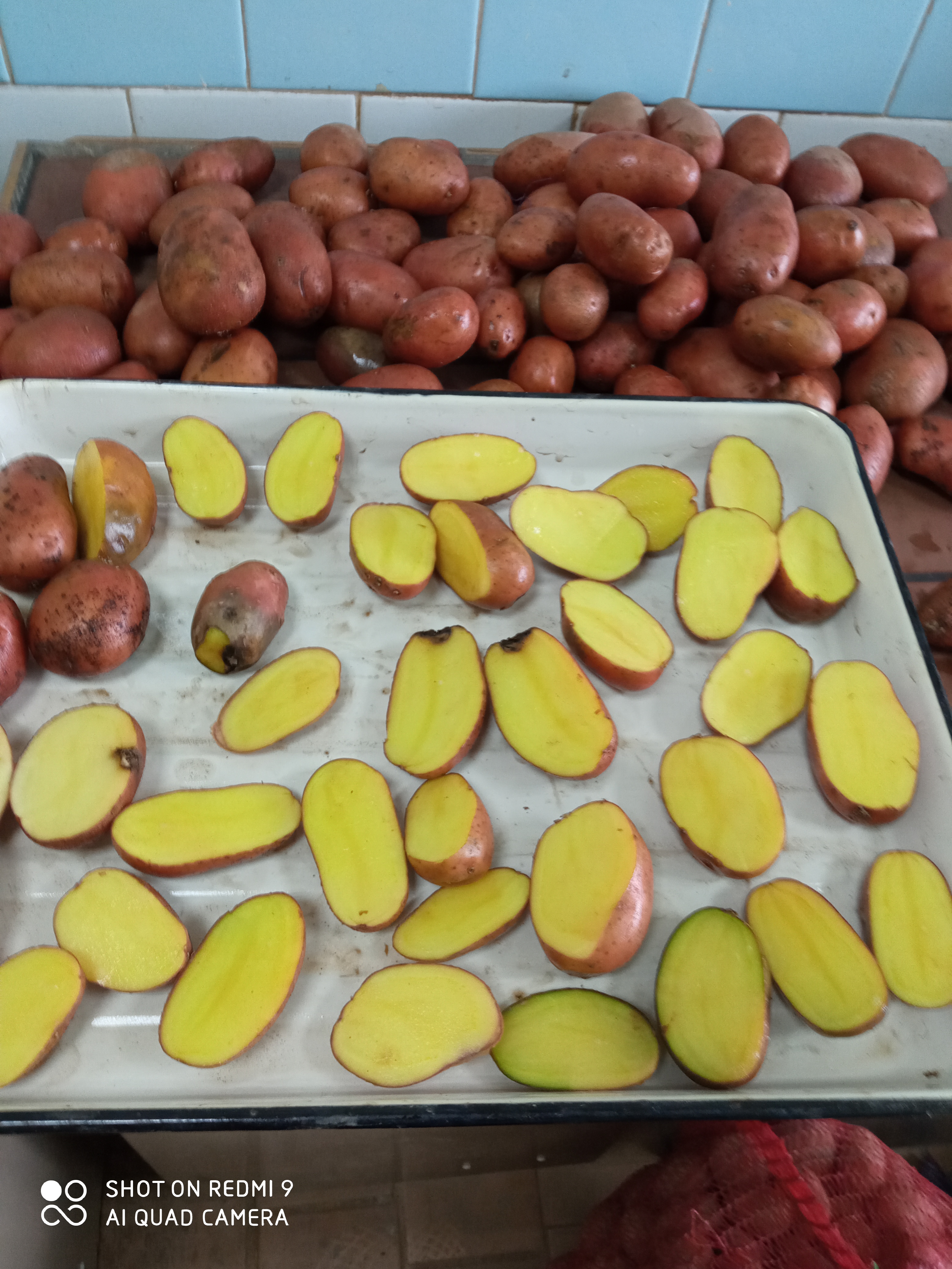 Предварительная подготовка посадочного материала картофеля начинается с клубневого анализа