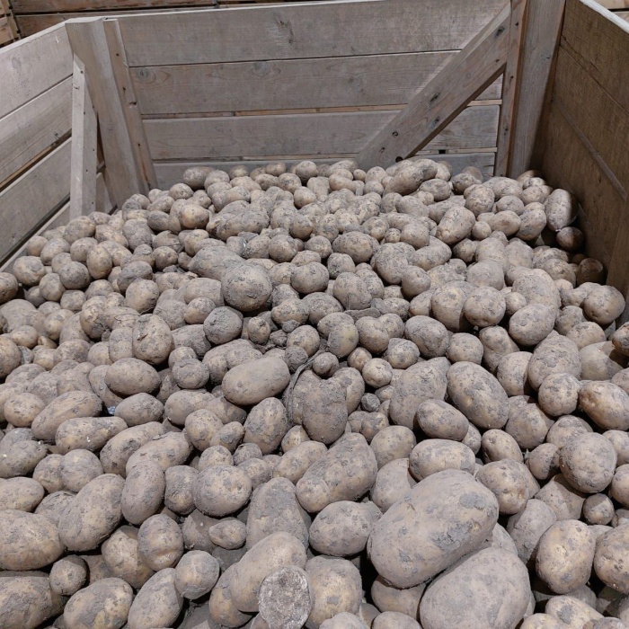 Филиал продолжает клубневой анализ картофеля под урожай 2024
