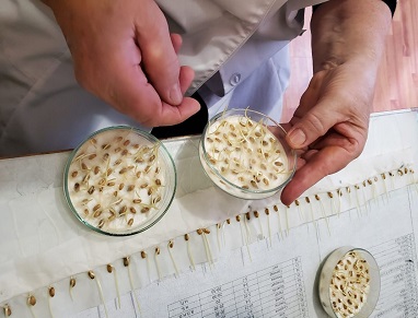 Сев озимых зерновых в Ингушетии под контролем: в лаборатории регионального РСЦ проверяют посадочный материал 