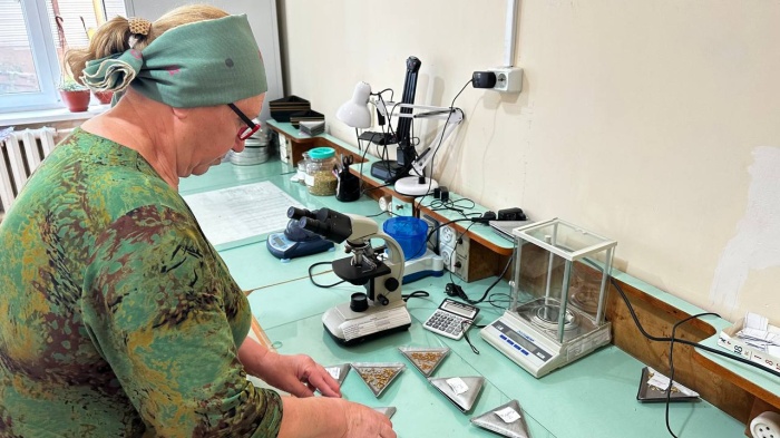 Испытательная лаборатория Ингушского РСЦ проводит проверку семян на посевные качества
