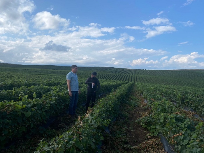 Агрономы Россельхозцентра Дагестана оценили качество более 8 млн саженцев винограда