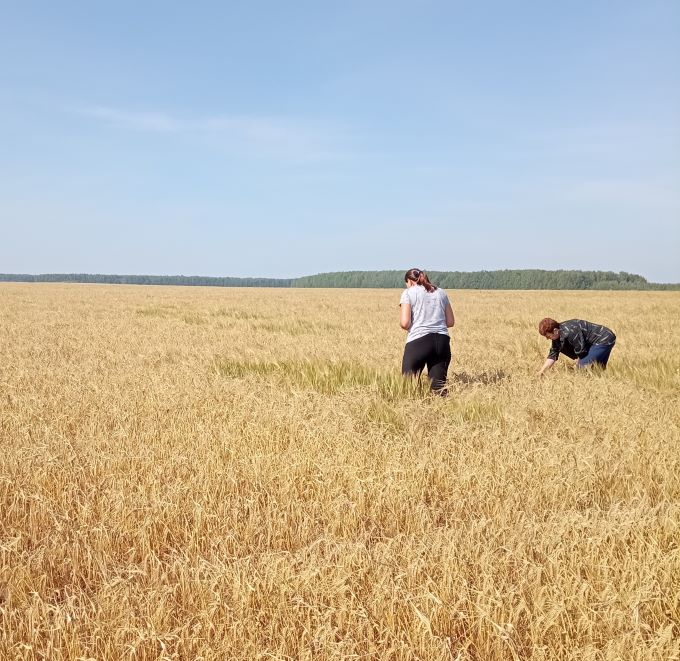 Посевы зерновых в Туринском и Тавдинском районах апробированы по новой методике 