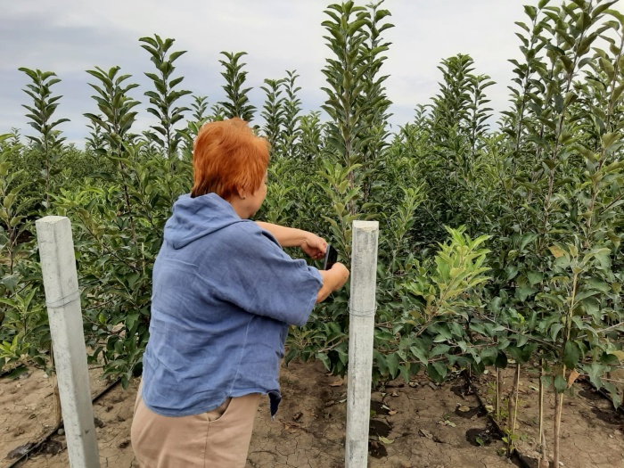 Плодовые саженцы на Ставрополье соответствуют установленным стандартам   