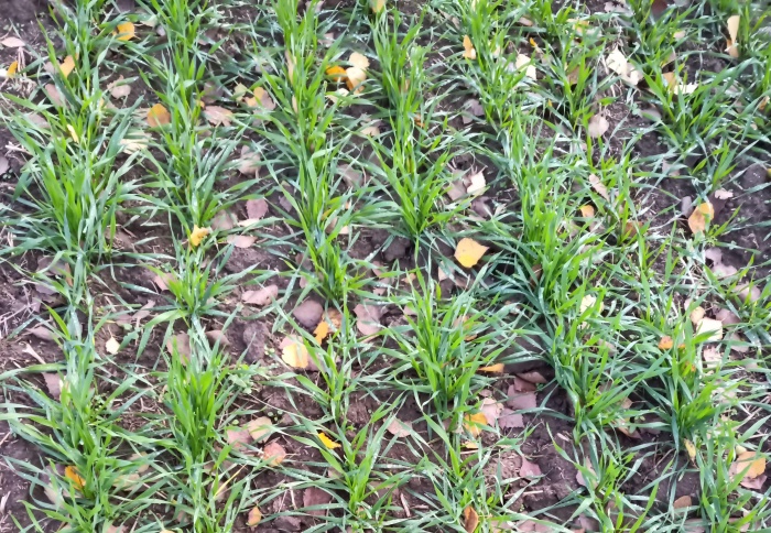 Агрономы владимирского филиала Россельхозцентра оценили состояние озимых зерновых перед зимой