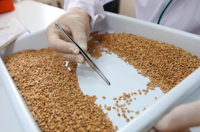 Филиалы приступили к определению качества зерна нового урожая 