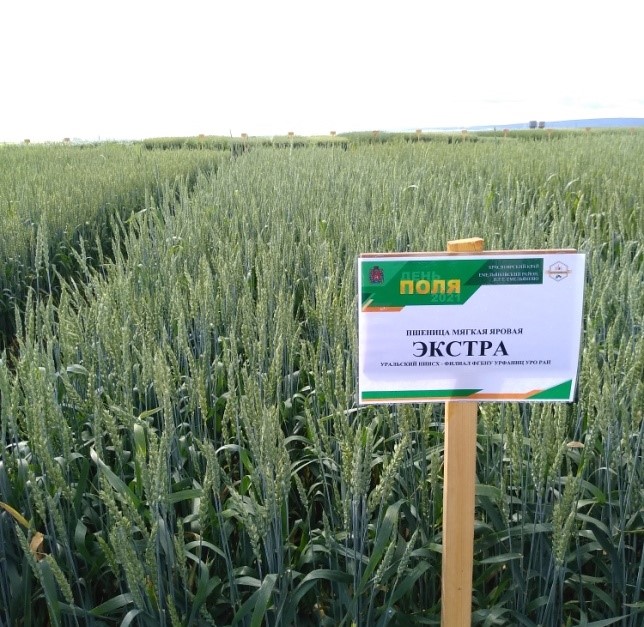Сортосмена сортов пшеницы яровой мягкой в Красноярском крае с 2010 по 2022 годы