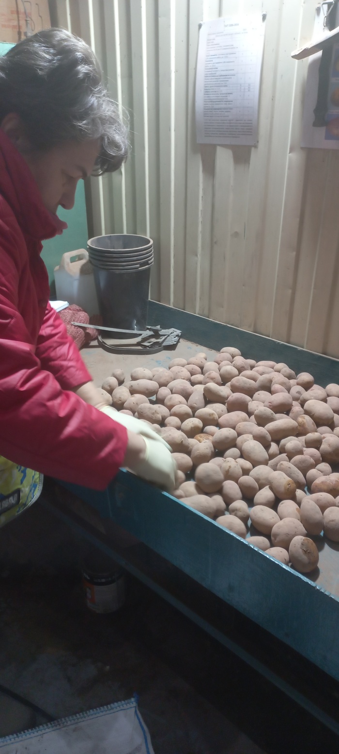 В Московской области продолжается проверка семенного картофеля