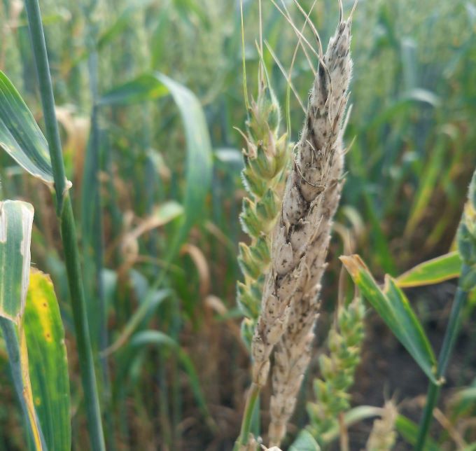 Как защитить урожай зерновых от поражения чернью колоса